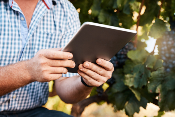 What Winery Taxes and Reports Do I Have to File in Year One?