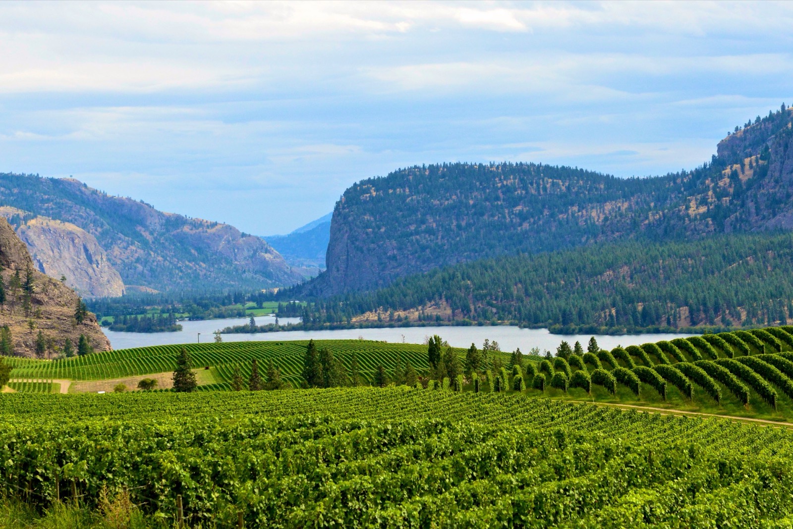 Estate winery vineyard rows above a lake, the kind of operation Llamas Financial handles winery bookkeeping for