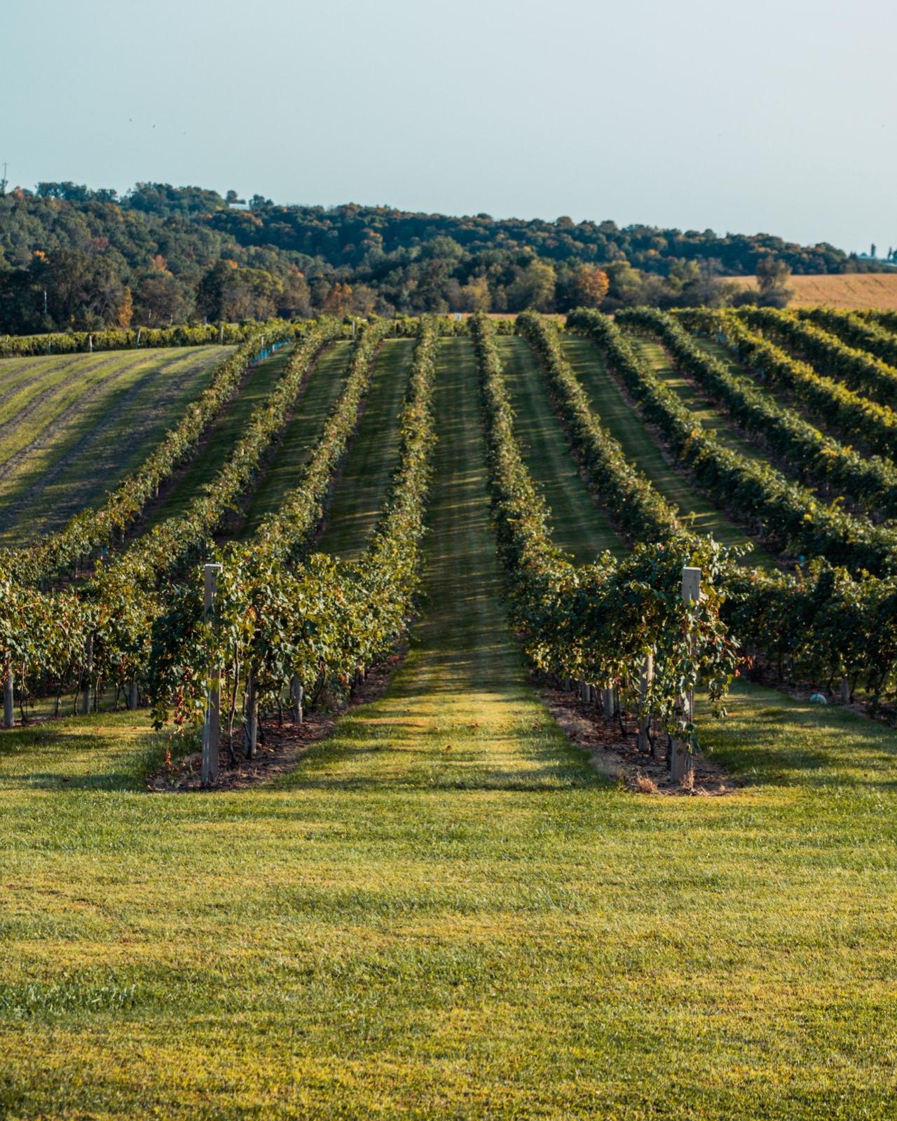 Vineyard rows at a winery that uses monthly winery bookkeeping services
